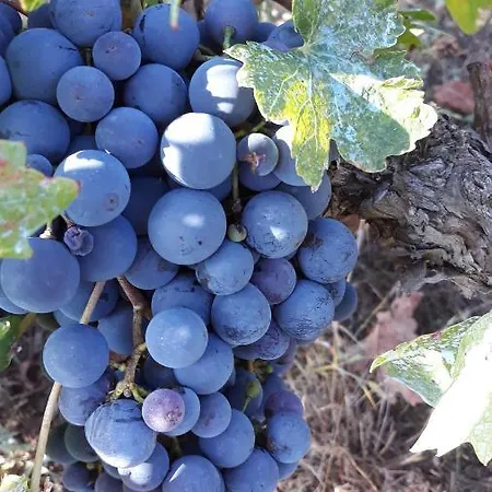 Ljube * Τρογκίρ