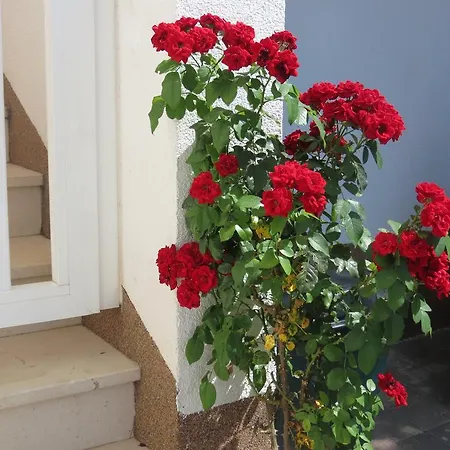 Ljube * Τρογκίρ